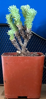 Mini Joshua Tree